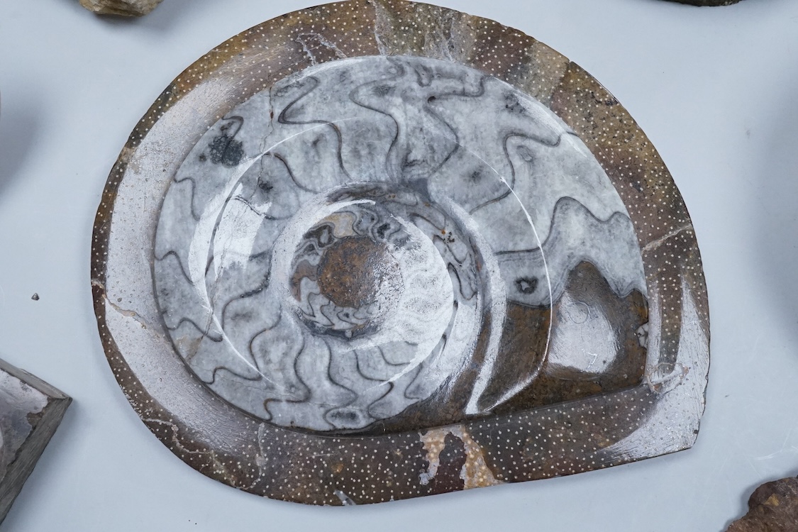 Natural history interest, comprising four ammonites, a fossil and two gemstones